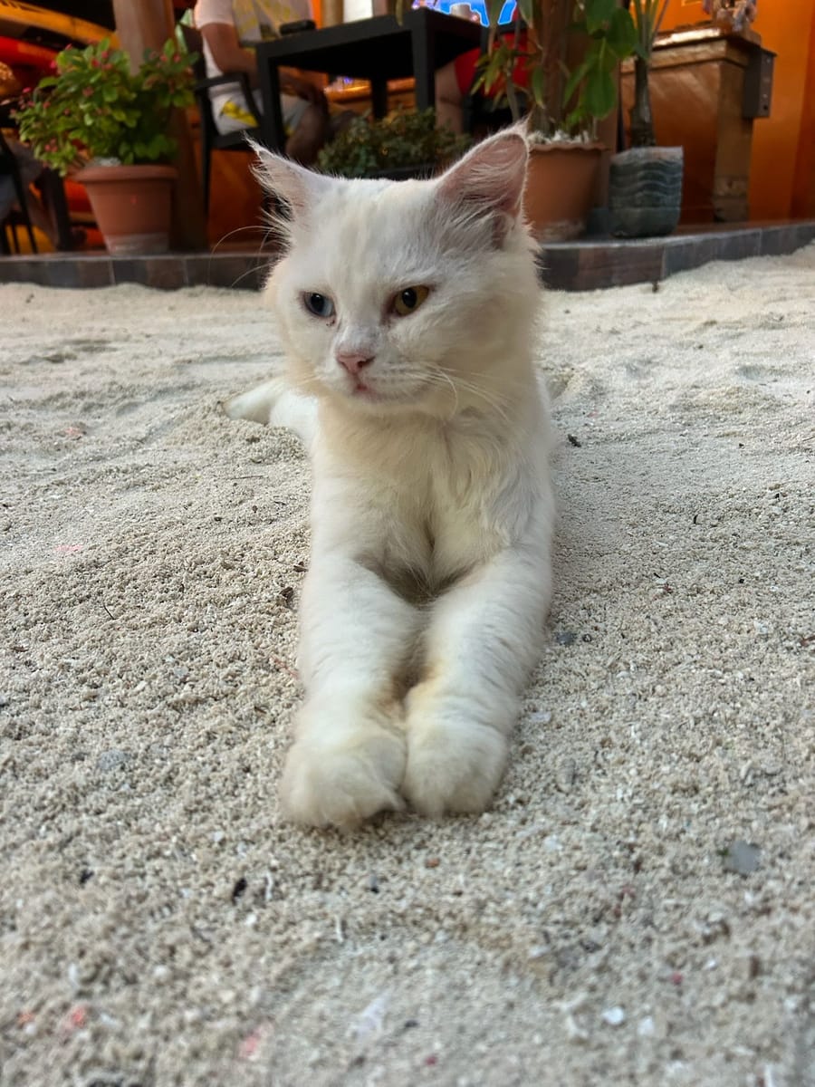 Our white cat lying in the sand in front of the house