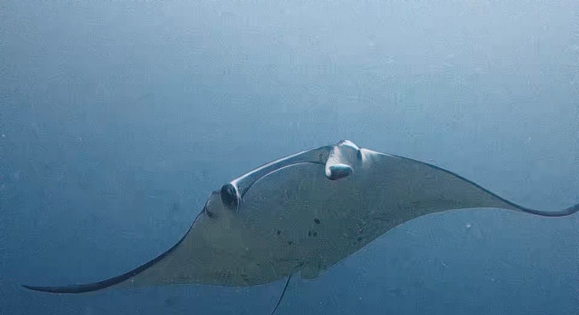 Riffmanta, etwa 3 m Spannweite