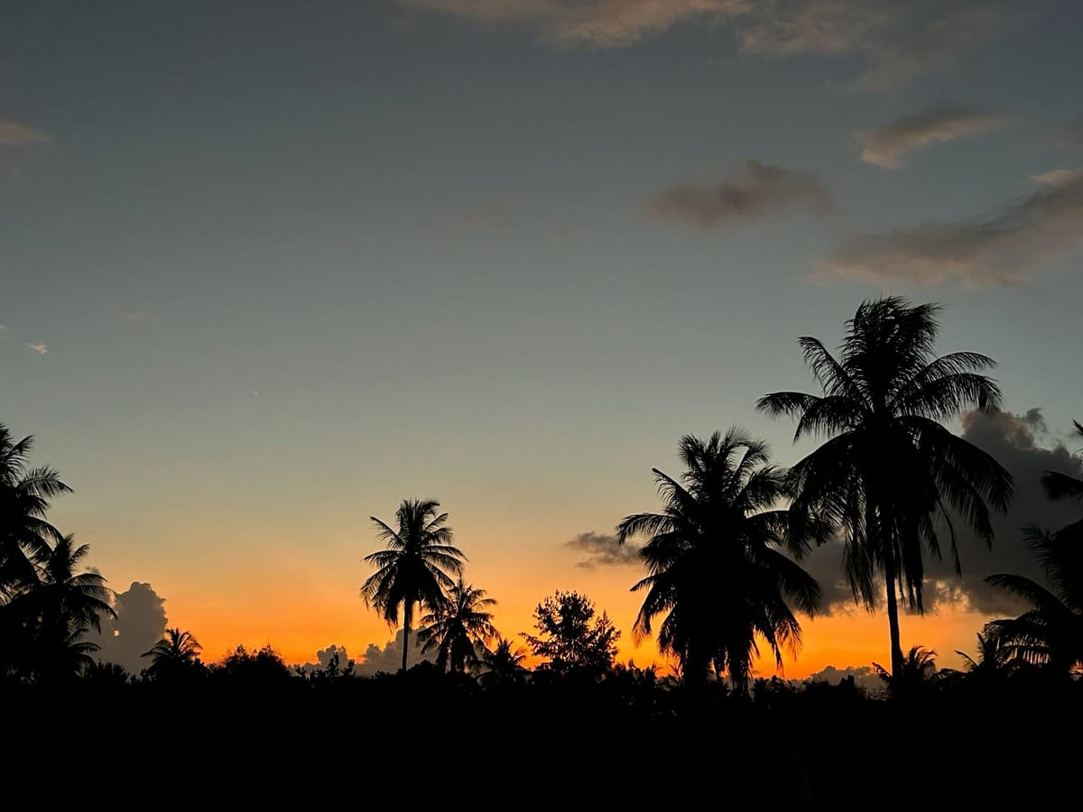 Palms at dusk, a last band of orange on the horizon