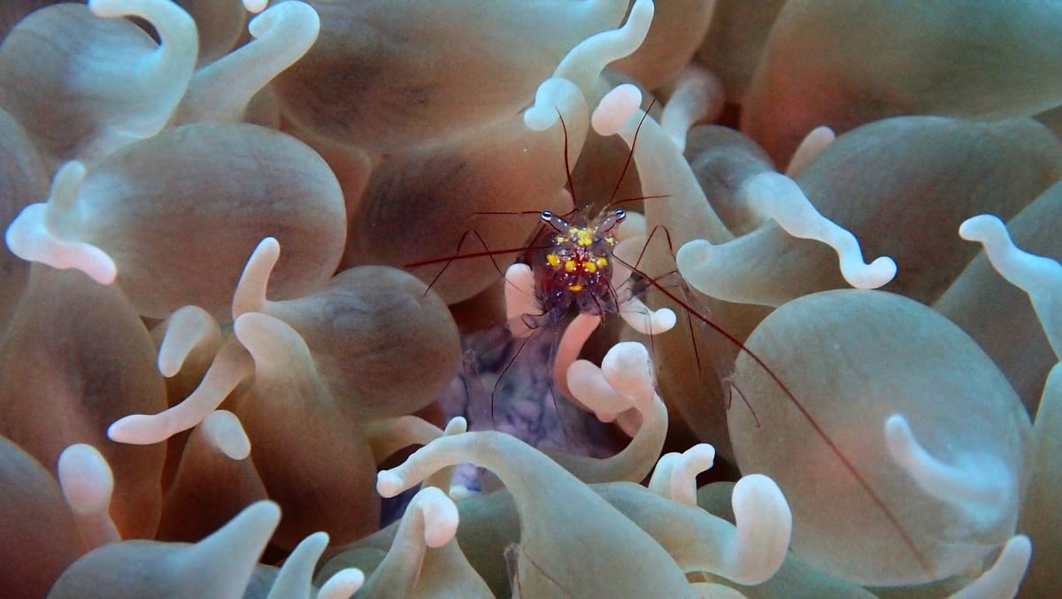 Anemone mit Garnele, die Garnele: 2 cm