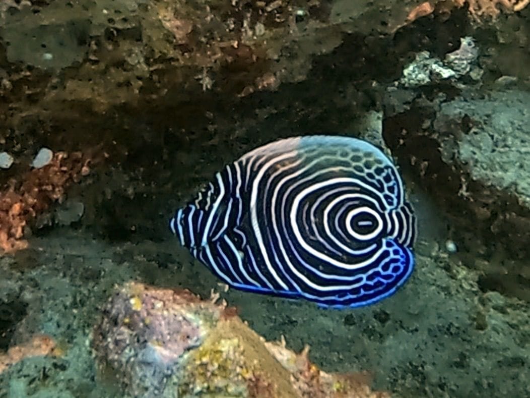 Imperator-Kaiserfisch, etwa 30 cm