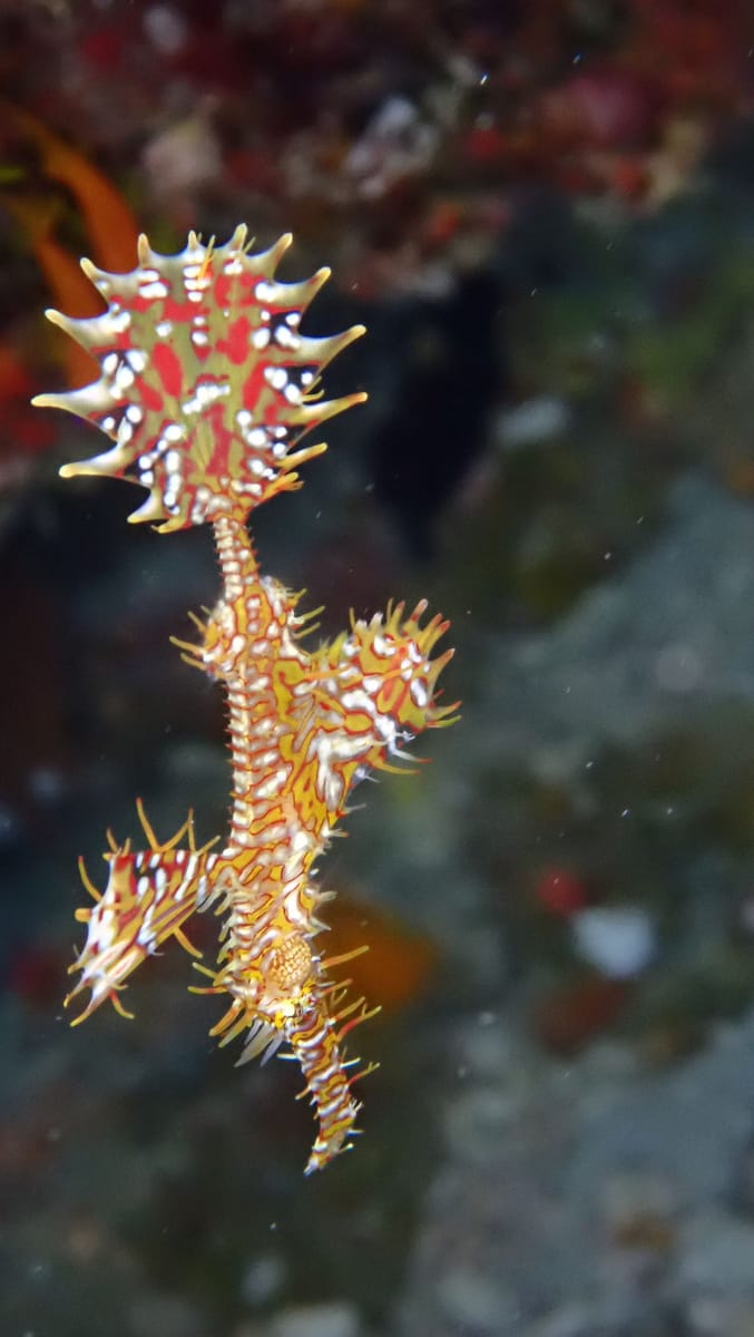 Harlekin-Geisterpfeifenfisch, etwa 13 cm