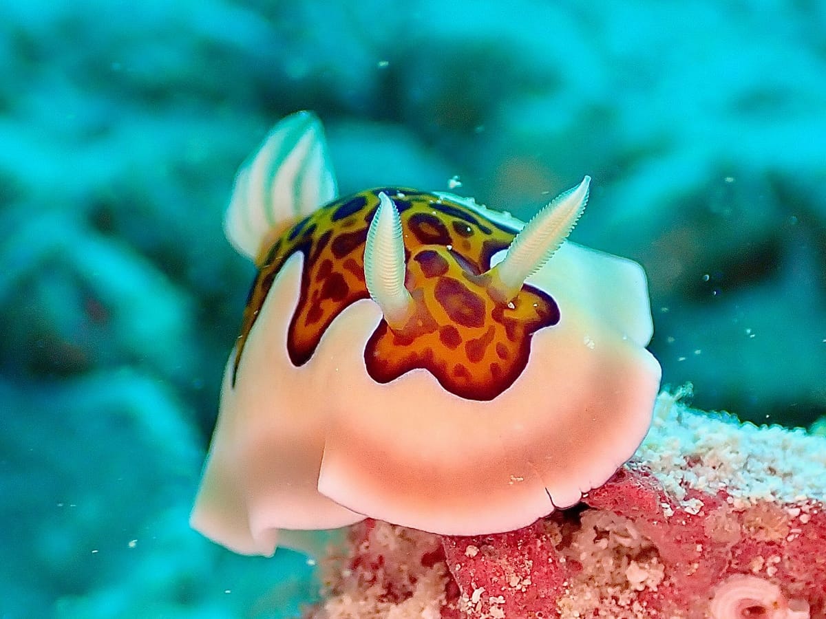 Nacktschnecke, etwa 3 cm
