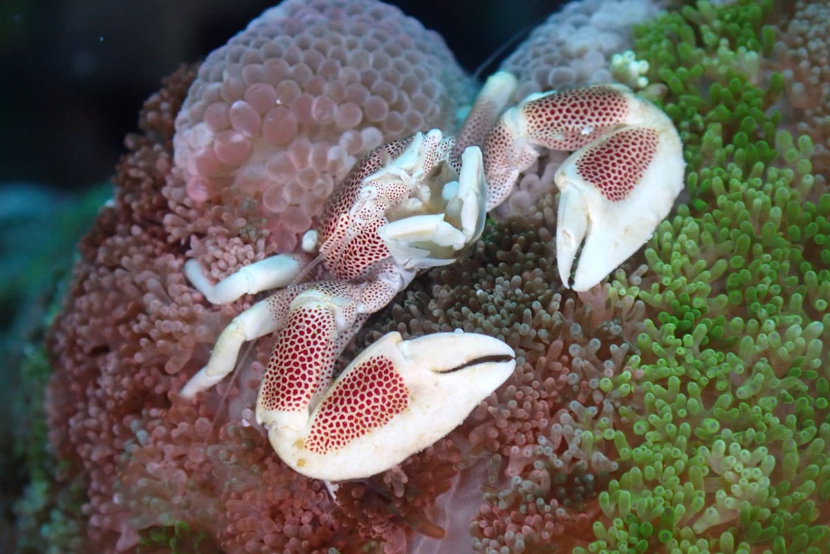 Porzellankrabbe in ihrer Anemone, etwa 1,5 cm