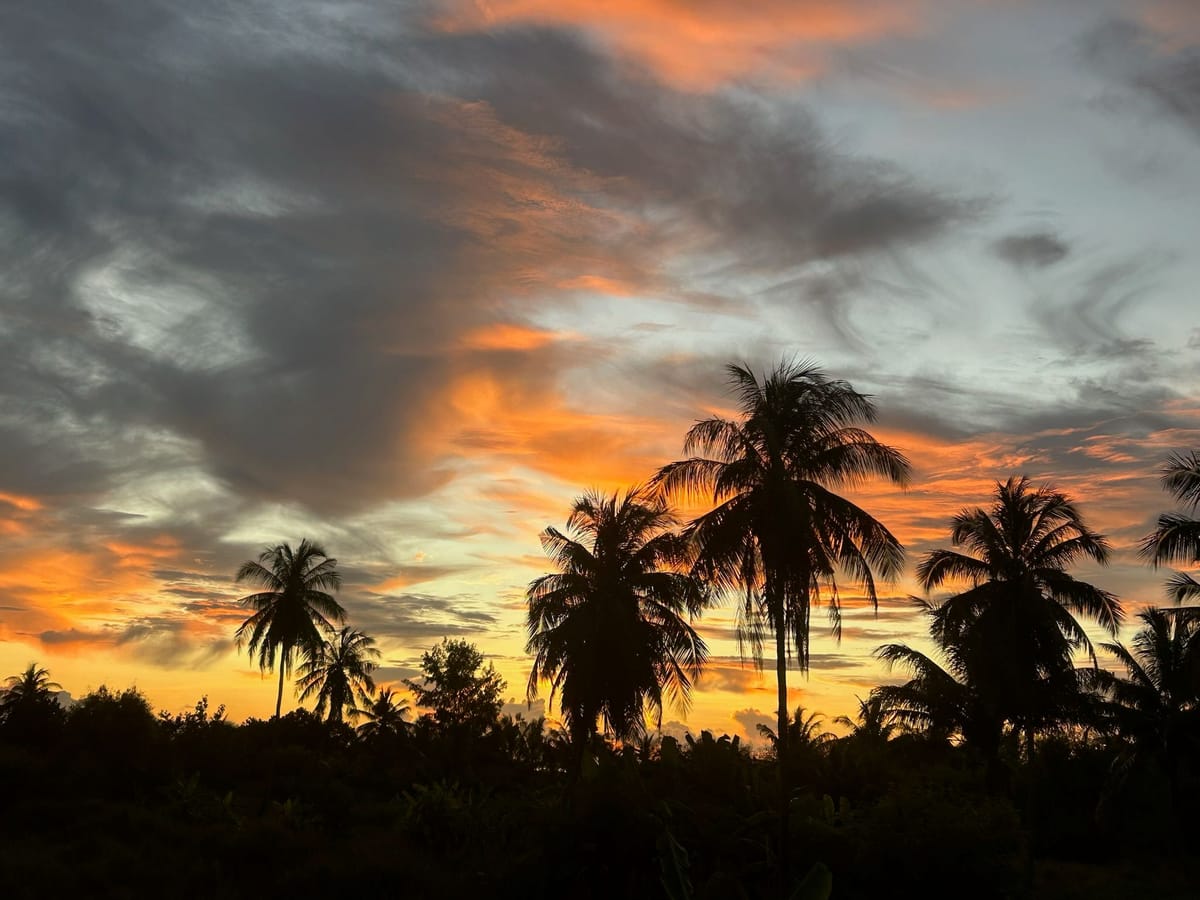 Palmen vor einem Himmel mit orange leuchtenden Wolken